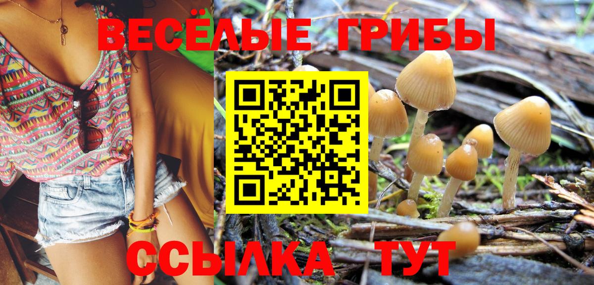 Галлюциногенные грибы Psilocybine cubensis Куйбышев